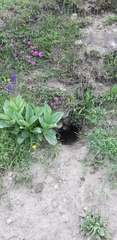 Marmota marmota