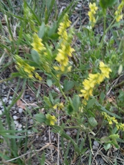 Melilotus officinalis