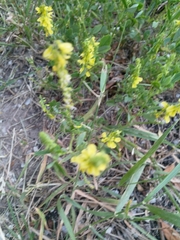 Melilotus officinalis