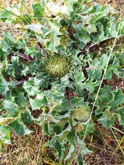 Cirsium acaule