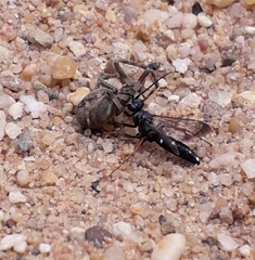 Episyron rufipes