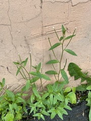 Epilobium pseudorubescens