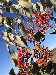 Grevillea wickhamii