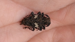 Aegomorphus quadrigibbus