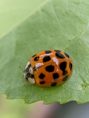Harmonia axyridis