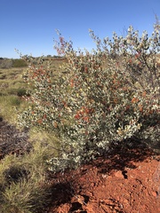 Grevillea wickhamii
