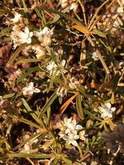 Trigastrotheca molluginea