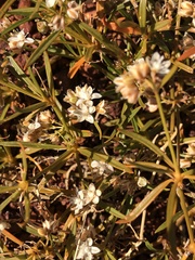 Trigastrotheca molluginea