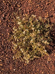 Trigastrotheca molluginea