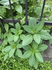 Impatiens glandulifera