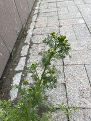 Matricaria discoidea