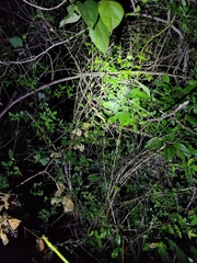 Craspedocephalus gramineus