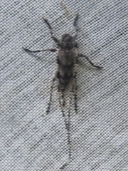 Acanthocinus obliquus