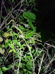 Craspedocephalus gramineus