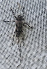 Acanthocinus obliquus