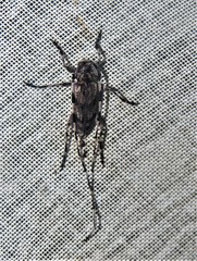 Acanthocinus obliquus