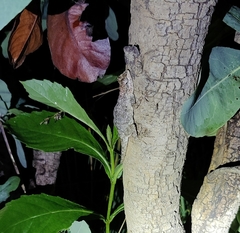 Psammophilus dorsalis