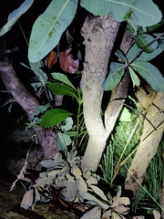 Psammophilus dorsalis