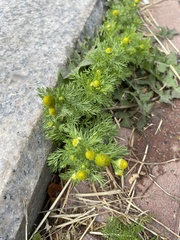 Matricaria discoidea