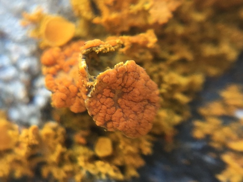 Xanthoria candelaria image