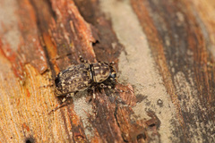 Habrissus