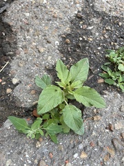Amaranthus retroflexus
