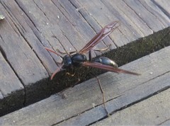 Agelaia panamaensis