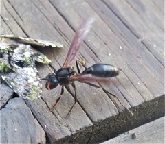 Agelaia panamaensis