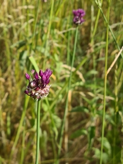 Allium