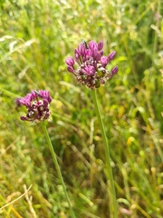 Allium oleraceum