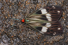 Cyclosia papilionaris