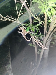 Psammophilus dorsalis