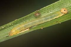 Ampittia virgata