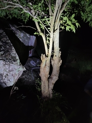 Psammophilus dorsalis