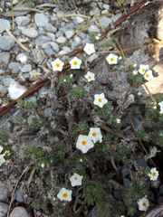 Euploca confertifolia