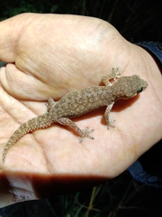 Hemidactylus reticulatus