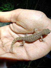 Hemidactylus reticulatus