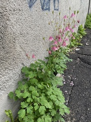 Aquilegia vulgaris