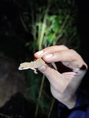 Hemidactylus reticulatus