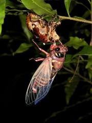 Cryptotympana holsti