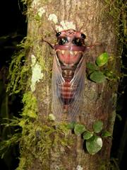 Cryptotympana holsti