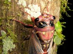 Cryptotympana holsti