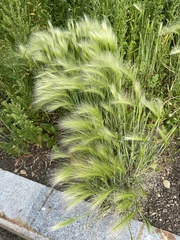 Hordeum jubatum