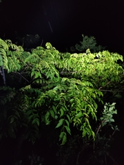 Craspedocephalus gramineus