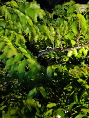 Craspedocephalus gramineus