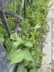 Solanum dulcamara