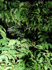 Craspedocephalus gramineus