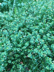 Trifolium dubium