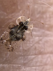 Corythucha juglandis