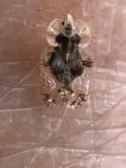 Corythucha juglandis